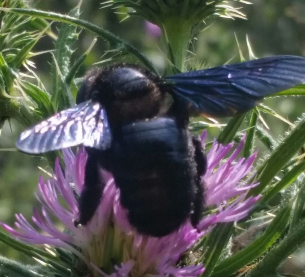 Che cos''?  Apidae: Xilocopa cfr. violacea